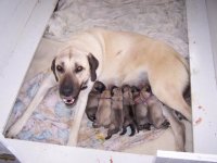 Kangal Pups.JPG
