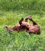 IMG_2605.jpeg