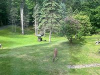 Deer 1.jpg