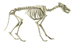 Coyote_skeleton.png