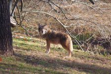 Coywolf 1-20-23 .JPG
