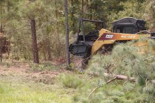 unlucky pine stump.jpg