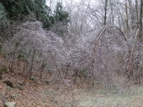 backyard.jpg