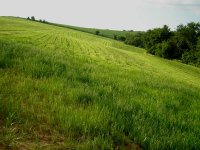 mowedfield800.jpg