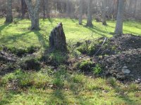 IMG_ stump work.JPG