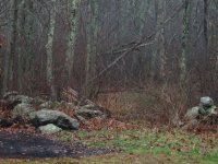 IMG_woods.JPG