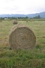 my first bale 48-inch.jpg