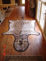 011506 zebra (450 x 600).jpg