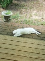 HotCat.jpg