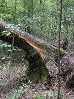 tree-6.jpg