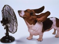 Basset-Hound-standing-in-front-of-fan.jpg