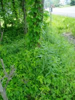 03june07 006.jpg