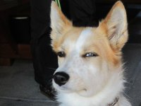 1 SNERD DOG EYE.jpeg