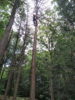treework.jpg