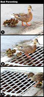 ducks.jpg