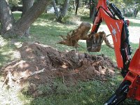 Stump.jpg