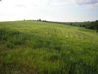 mowedfield2.jpg