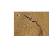 kingsnake.JPG