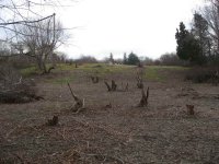 slope in partially cleared area.jpg