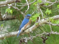 Eastern Bluebird.jpg