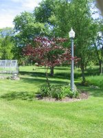 Back yard.JPG
