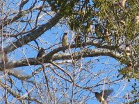 Cedar Waxwing, 01-21-07.jpg