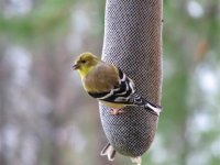 Gold Finch, 14 Jan 2007.JPG