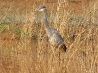 Lesser Blue Heron, 21 Jan 2007.jpg