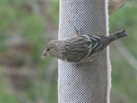 Pine Siskin, 17 Jan 2007.jpg