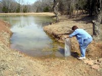 Minnows-Kathy.jpg