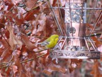 Pine Warbler, 14 Jan 2007.JPG