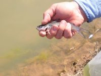 Catfish1.jpg
