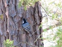 White-Breasted Nuthatch , 13 Jan 07.JPG