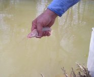 Catfish-Albino.jpg