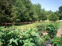 Garden pics 001.jpg
