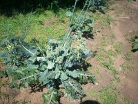 Garden pics 002.jpg