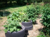 Garden pics 004.jpg