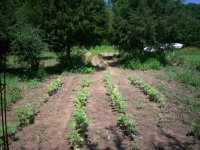 Garden pics 007.jpg