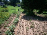 Garden pics 009.jpg