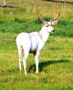 WhiteBuckCloseup.jpg