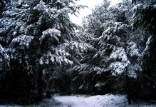 CHRForestRoad(m).jpg