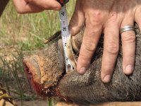 His tusks measure Two and a half inches!! 28 April 2007.jpg