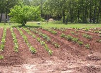 Pintos_tomatoes_peppers_squash.jpg