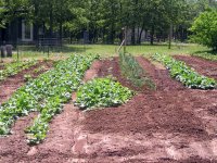 50-day_turnip_plant.jpg
