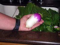 50-day_Turnip.jpg