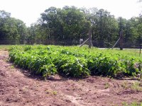 Potatoes_with_weeds.jpg