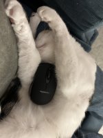 IMG_2409.jpeg