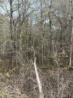 Woods 2.jpeg