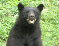 June 2 - 2019 Black bear & cub 004.jpg