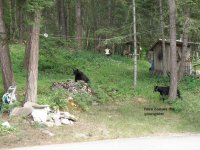 June 2 - 2019 Black bear & cub 005.jpg